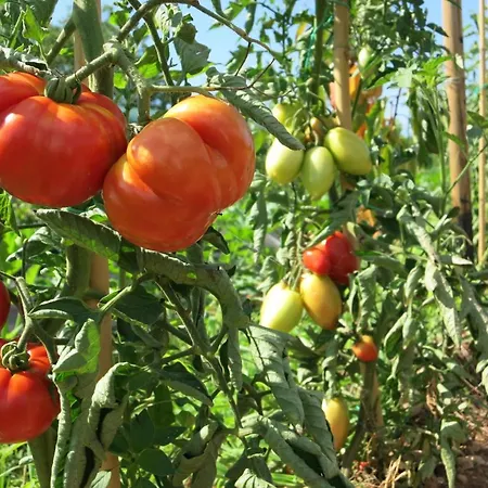Fior Di Maggio Farm stay Pescantina
